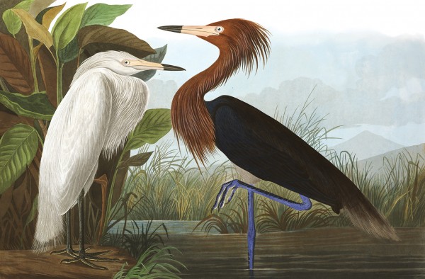 Perfect union by John James Audubon